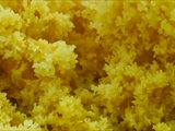fuligo septica: Gelbe Lohblüte oder auch Hexenbutter genannt, ist weit verbreitet und meist von auffällig gelber Farbe. 